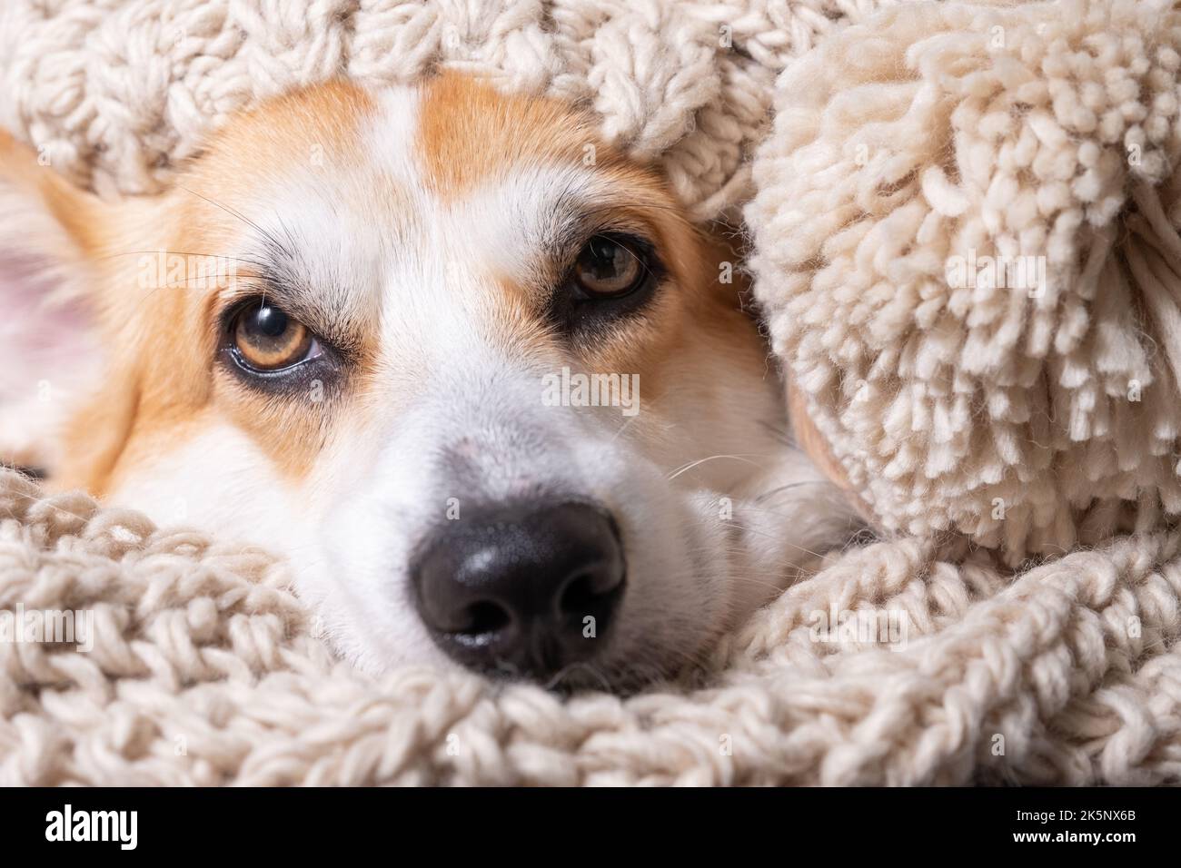 Naso nero di cane coperto in materiale grigio sciarpa Foto Stock