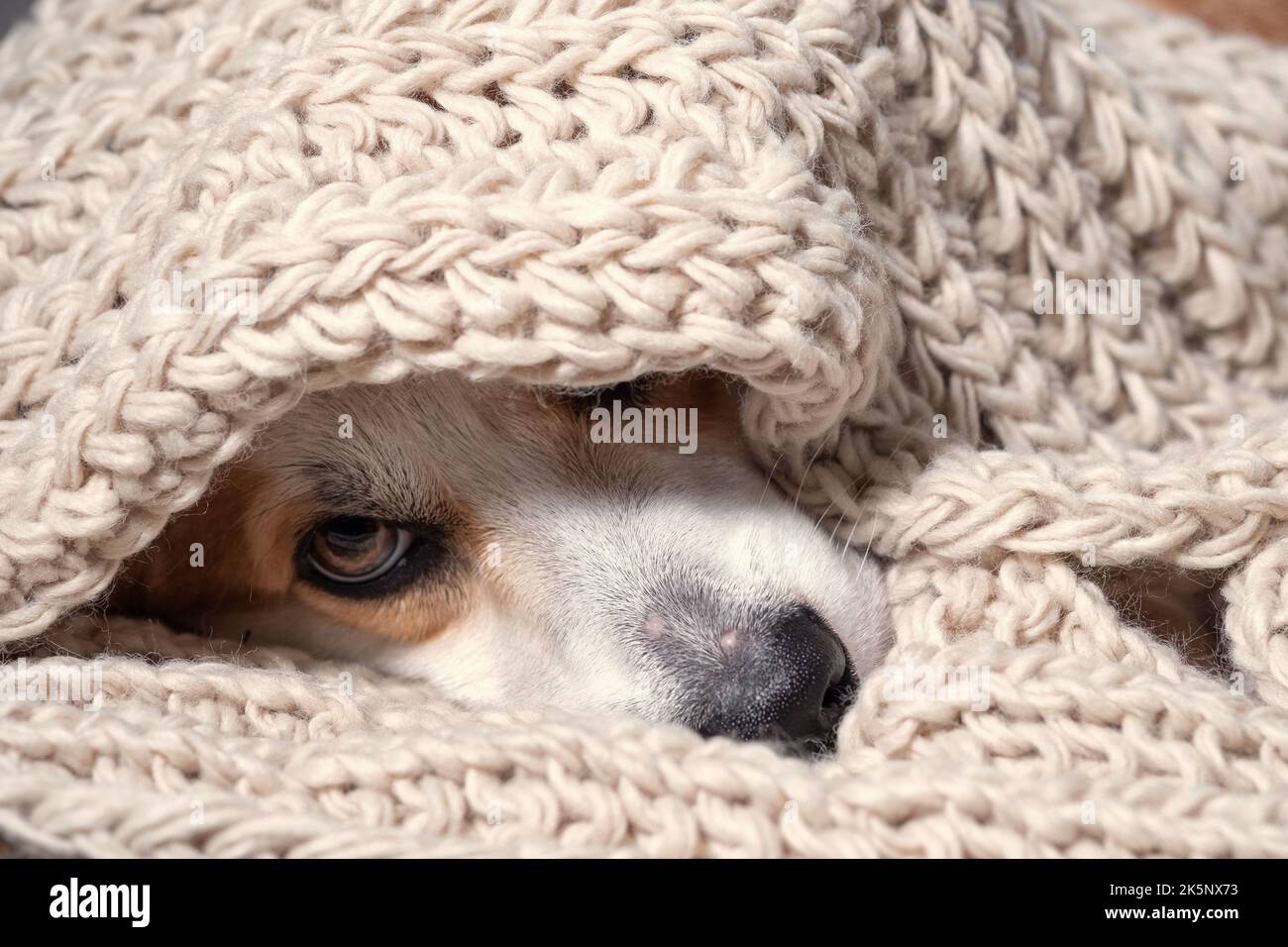 Naso nero di cane coperto in materiale grigio sciarpa Foto Stock