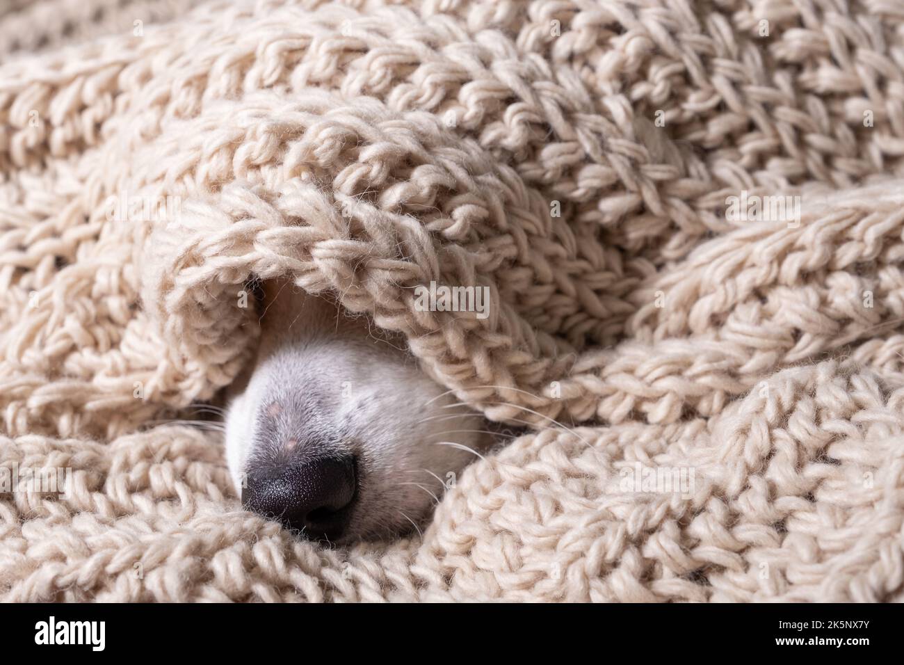 Naso nero di cane coperto in materiale grigio sciarpa Foto Stock
