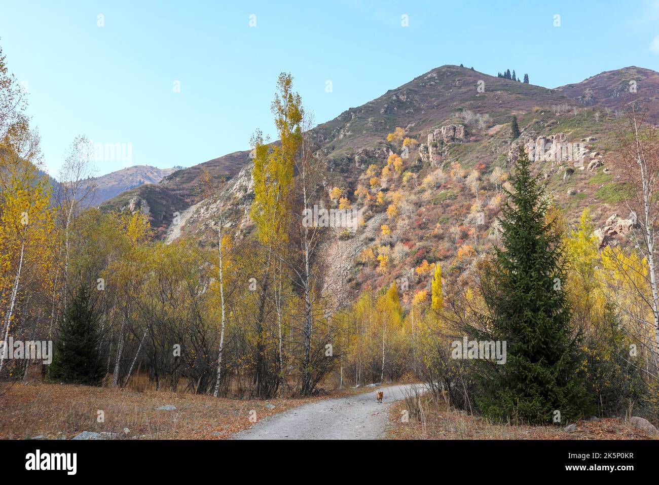 una volpe corre lungo la strada nella foresta autunnale Foto Stock