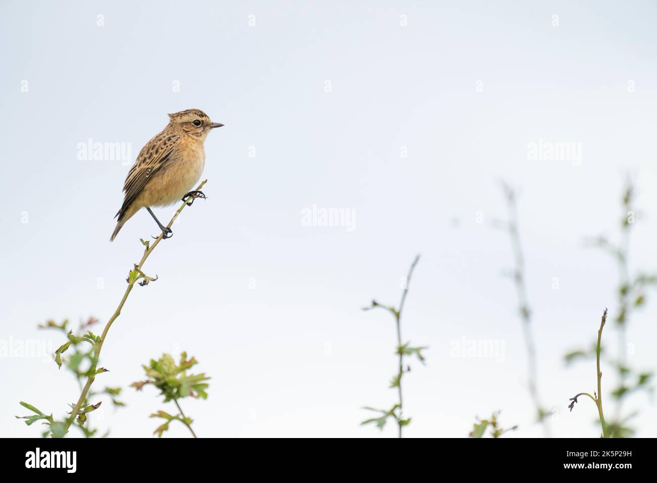 Whinchat Saxicola rubetra, un singolo uccello giovane piumato arroccato su un piccolo ramoscello di biancospino lungo un hedgerow, Yorkshire, Regno Unito, agosto Foto Stock