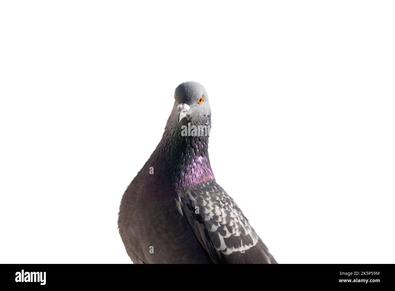 Pigeon interessante guarda la fotocamera su sfondo bianco Foto Stock