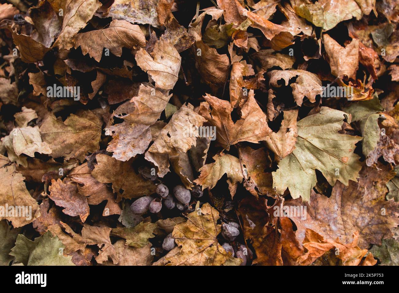 Rosolare le foglie di uva sul terreno fine Autunno- uva sul terreno con le foglie Foto Stock