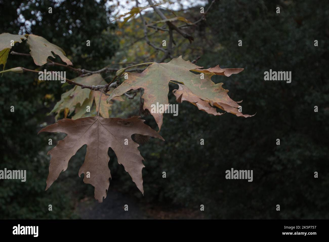 Foglie di albero piano marrone. Autunno nella foresta Foto Stock