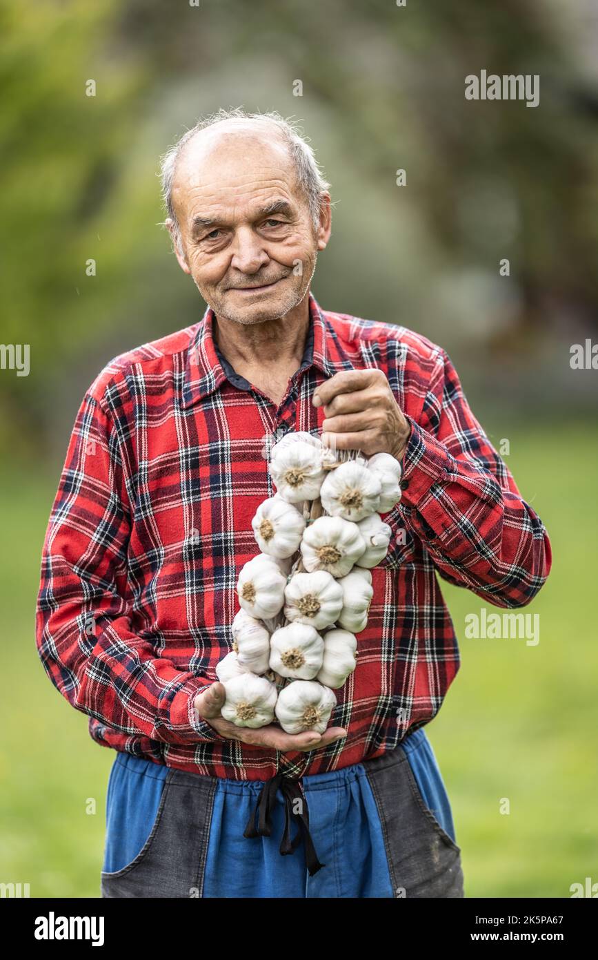 Vecchio contadino sorridente tiene insieme il suo raccolto di aglio bianco. Foto Stock