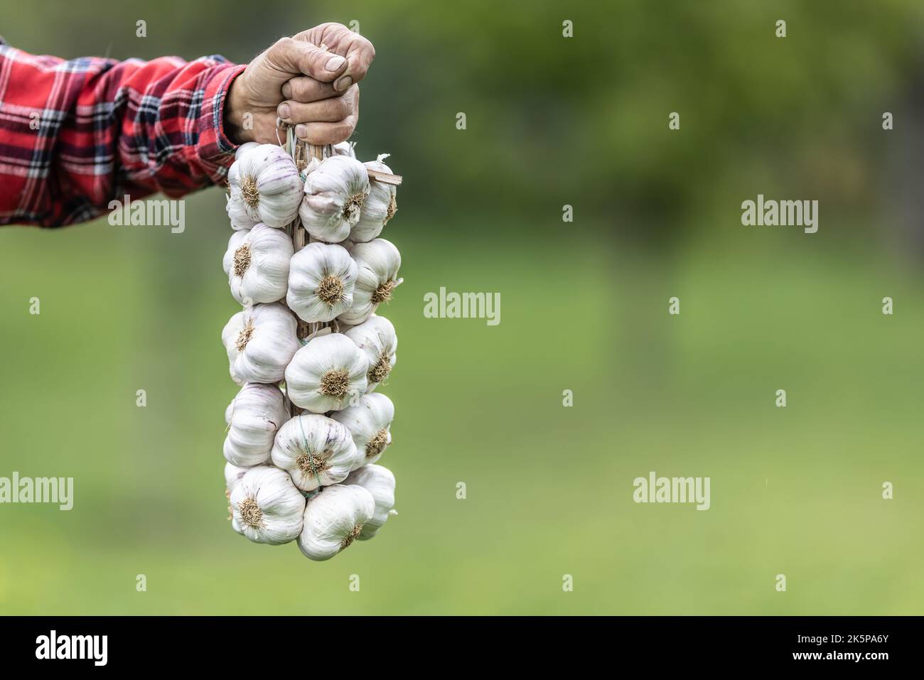 La mano maschio stringe le teste bianche dell'aglio dopo un raccolto. Foto Stock