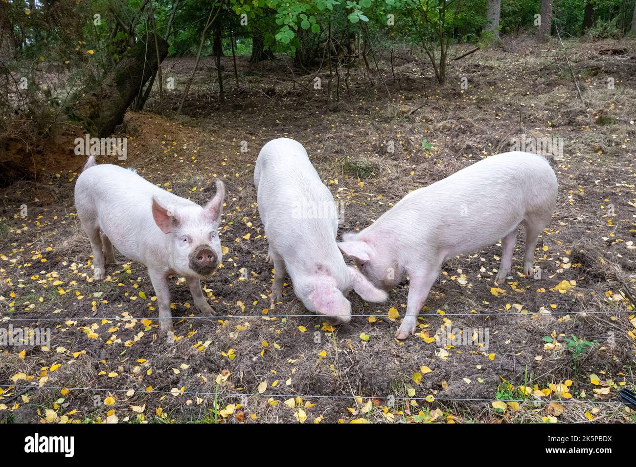 Tre maiali bianchi medi radunano e foraggiano per cibo in boschi durante l'autunno, Inghilterra, Regno Unito Foto Stock