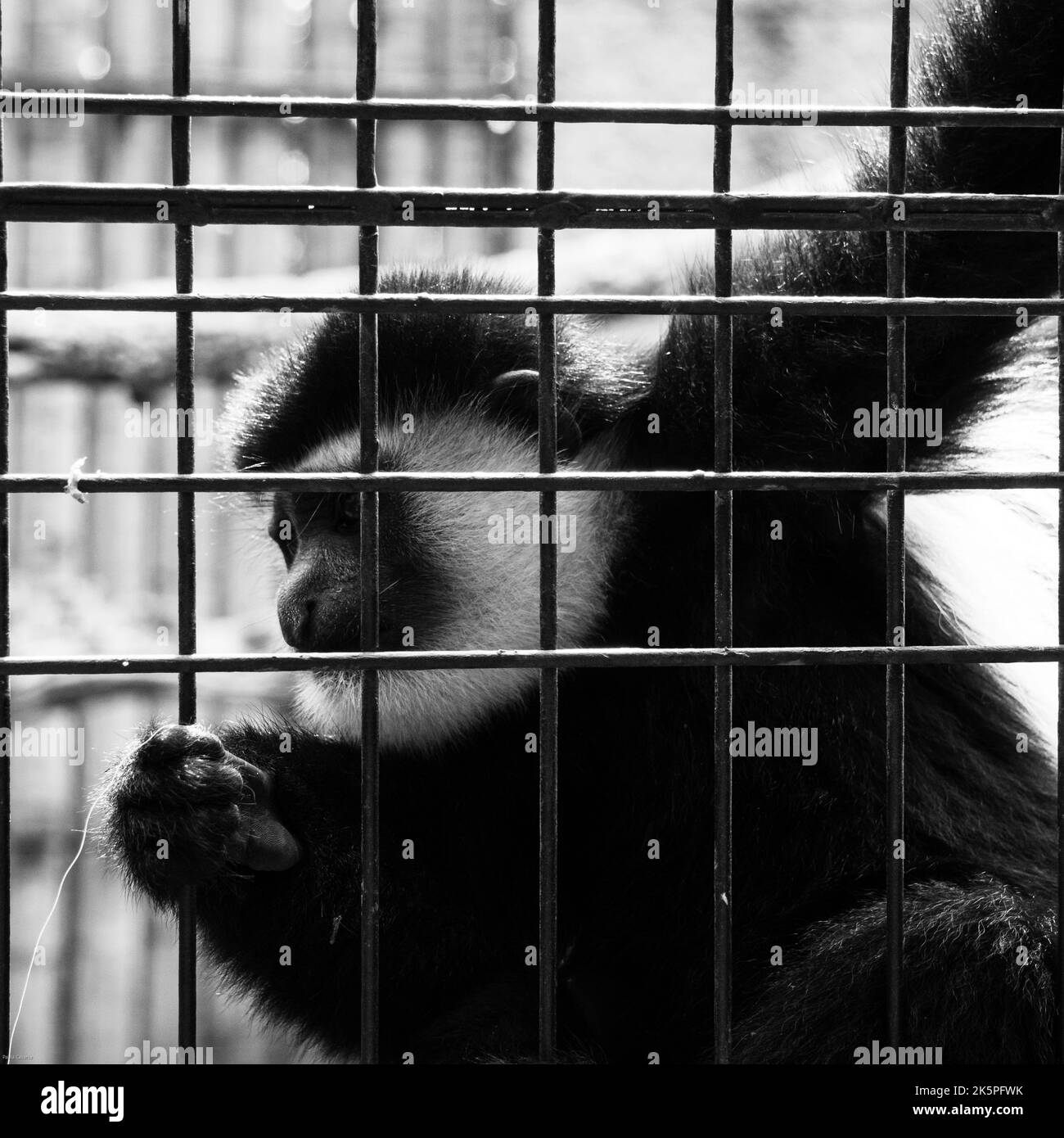 Colobus Guereza scimmia in gabbia Foto Stock