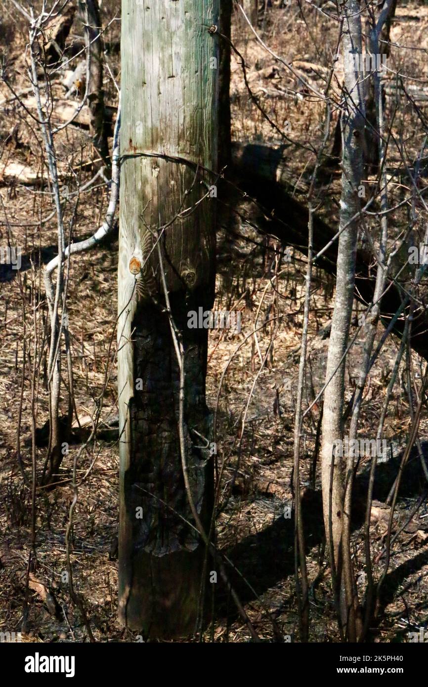 Natura fuoco, le conseguenze Foto Stock