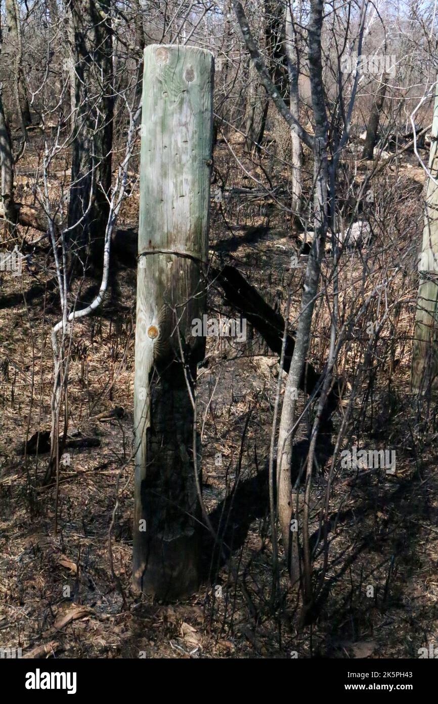 Natura fuoco, le conseguenze Foto Stock