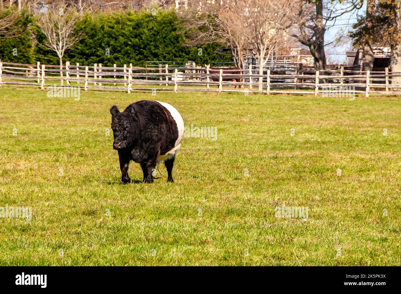 Animali da fattoria Foto Stock