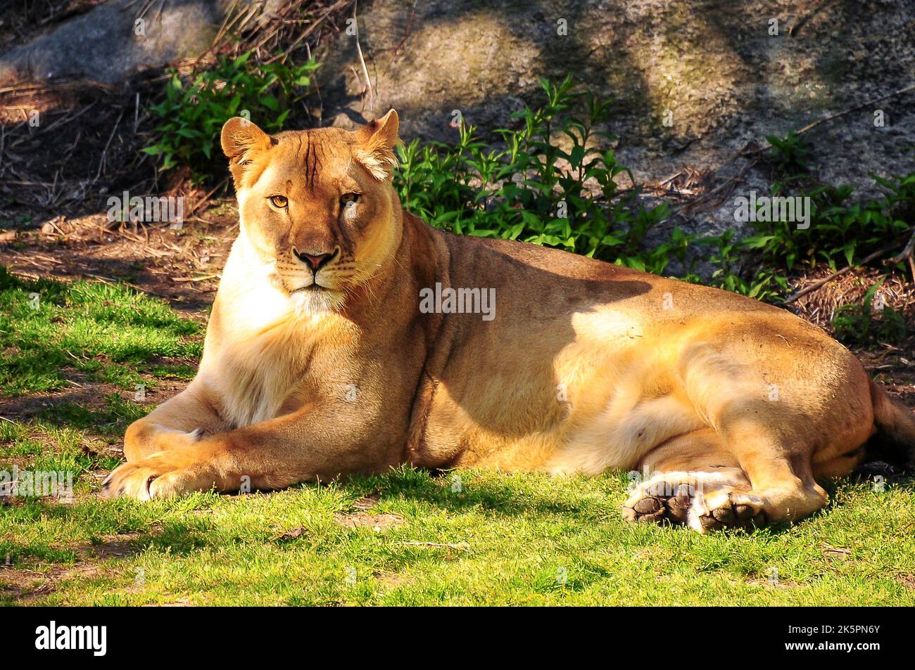 Leone allo zoo Foto Stock