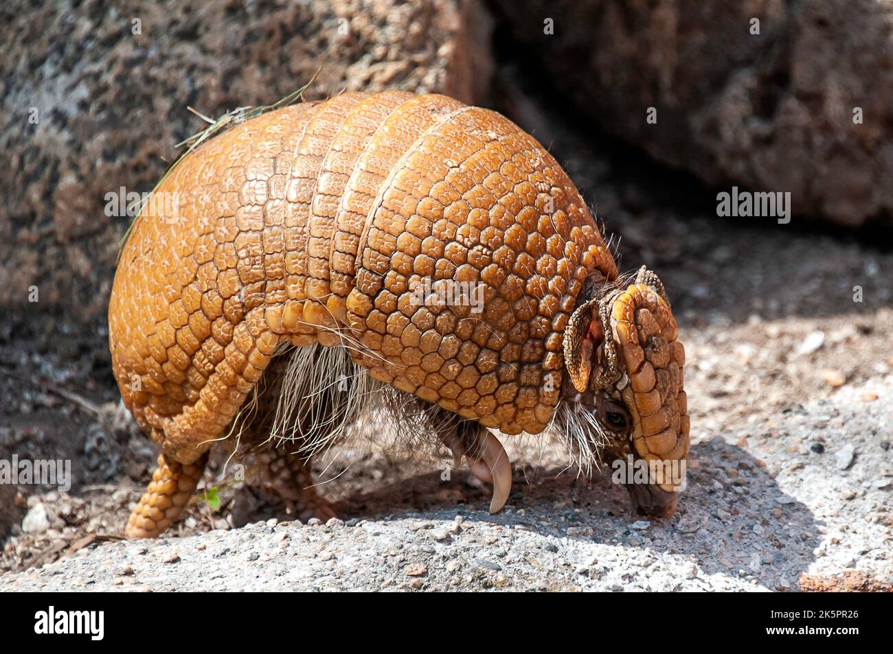 Three banded armadillo immagini e fotografie stock ad alta risoluzione ...