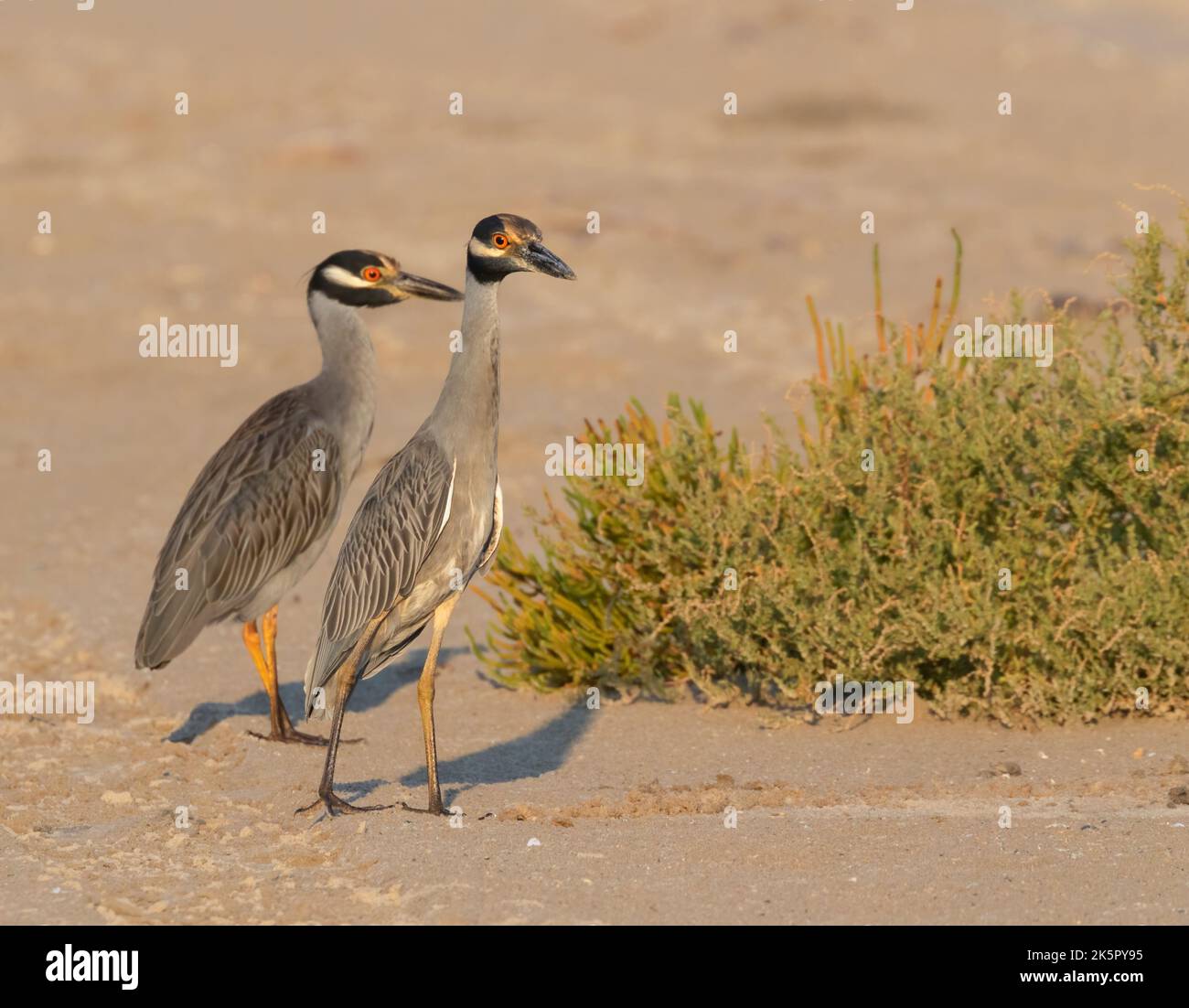 L'airone notturno a corona gialla (Nyctanassa violacea) Foto Stock