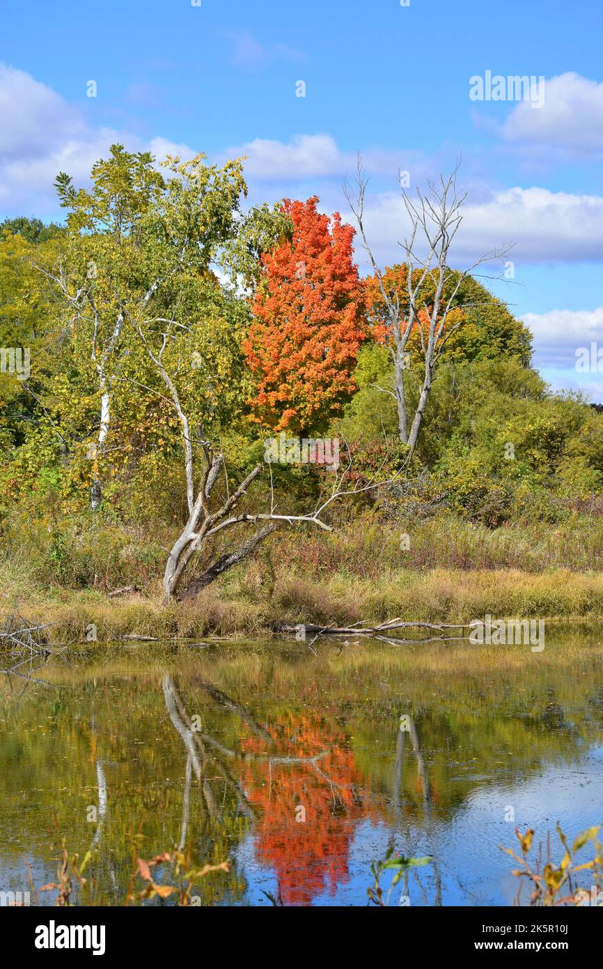 I colori autunnali si riflettono su un piccolo laghetto in una calda giornata di sole autunnale nel Wi sudoccidentale Foto Stock