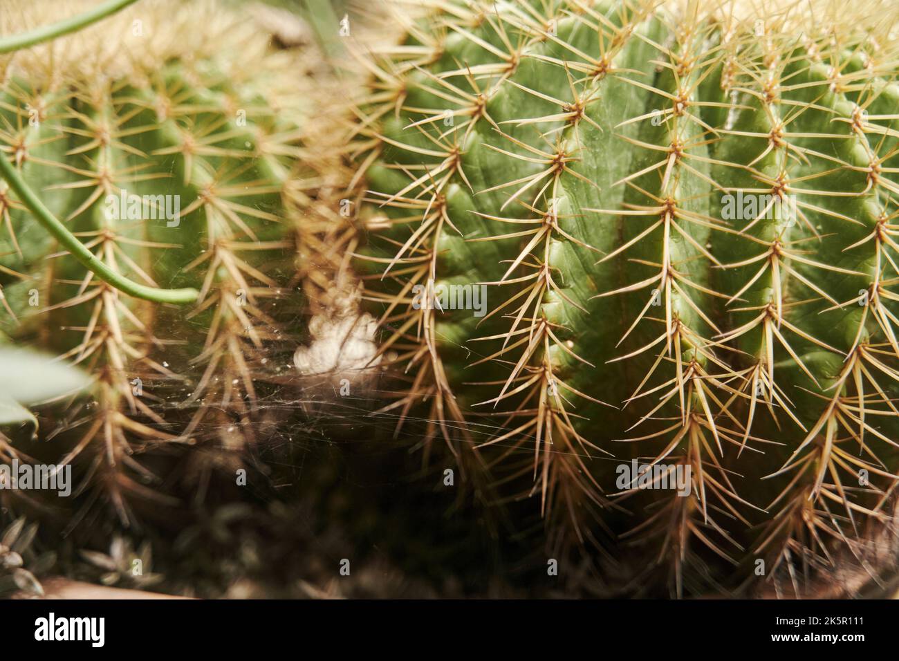 Primo piano di cactus rotondi e pungente. Una pianta verde succulenta con spine gialle affilate Foto Stock
