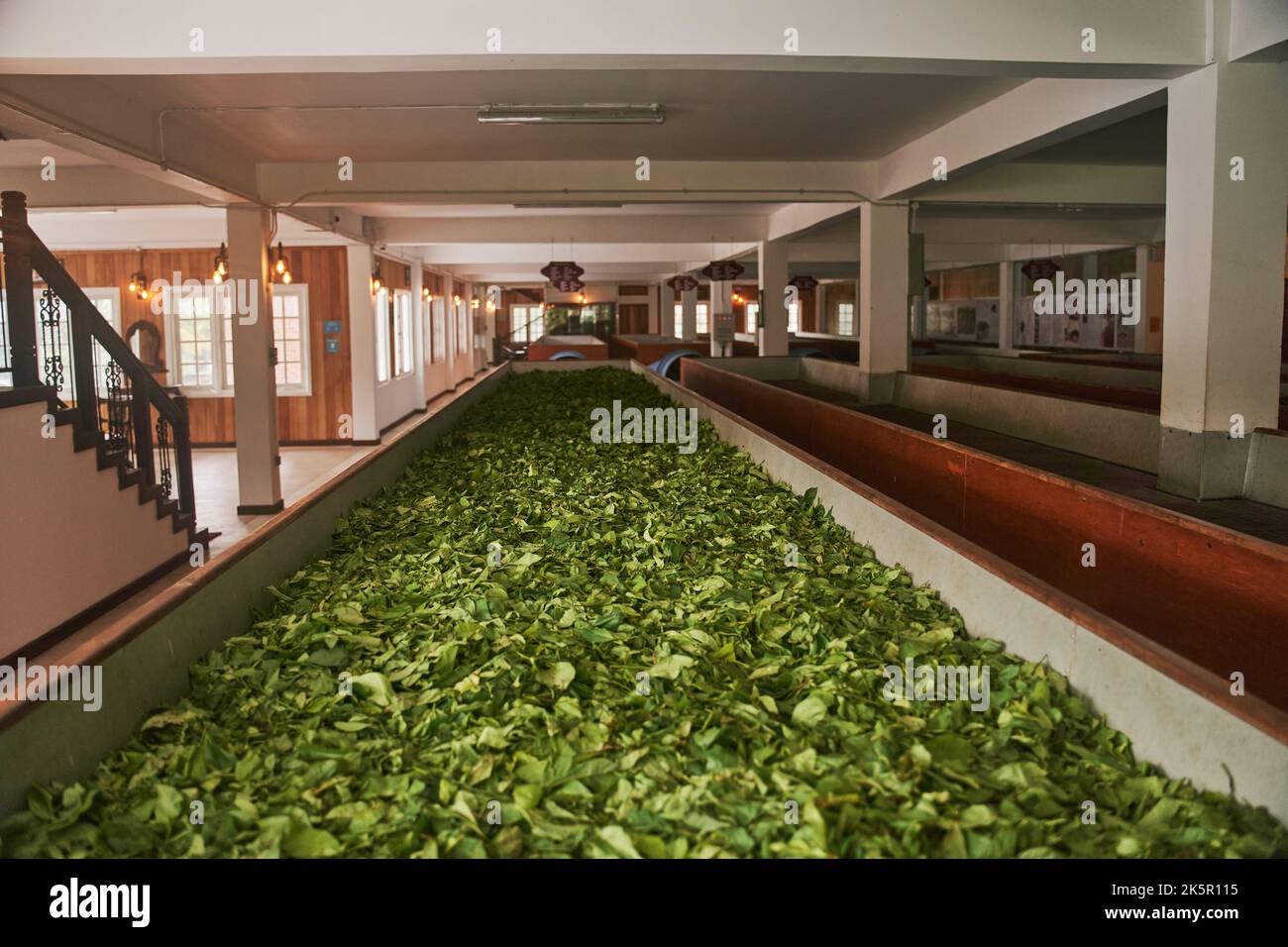 Essiccazione dei fogli di tè in una linea di produzione presso la fabbrica di tè di Kandy, Sri Lanka Foto Stock