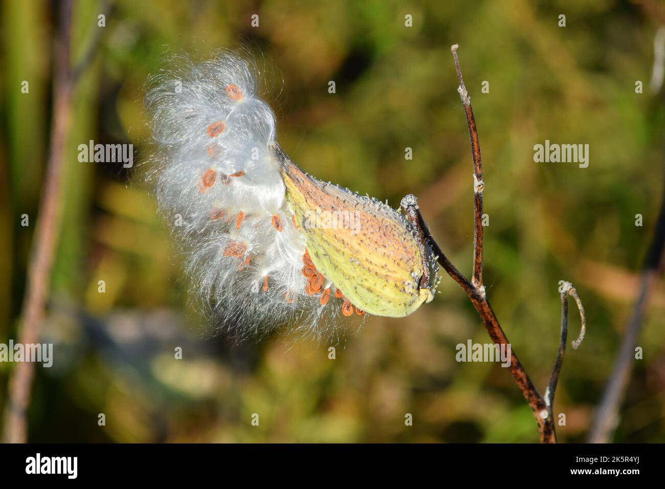 Pod di semi di alghe da latte che va a seminare in autunno nel Wisconsin sud-occidentale Foto Stock