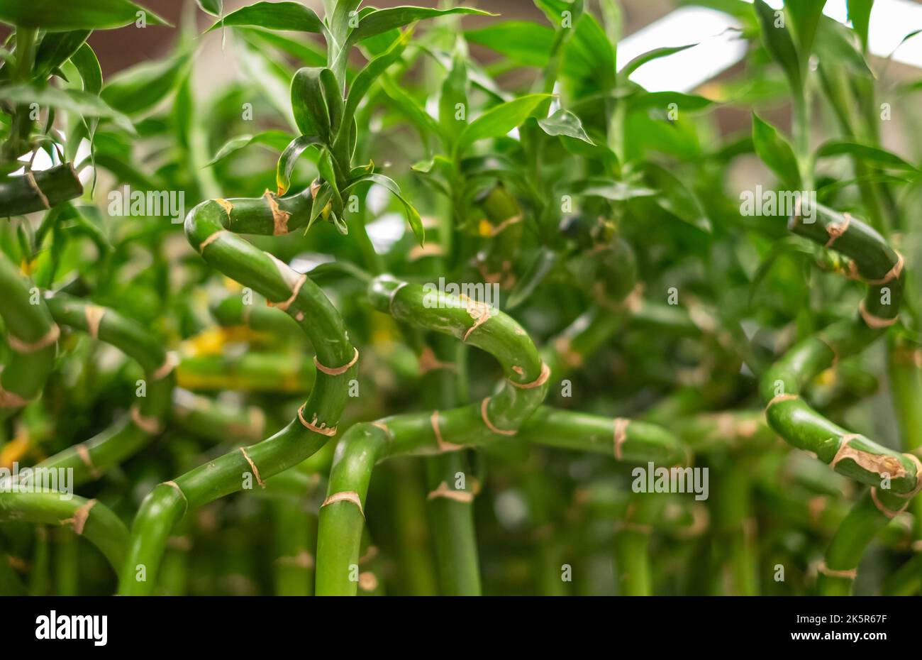 Bambù fortunato, piccole piante in un vaso per decorare la casa e ufficio edificio si ritiene di portare Buona fortuna. Sfondo ecologico con tre steli di bambù Foto Stock