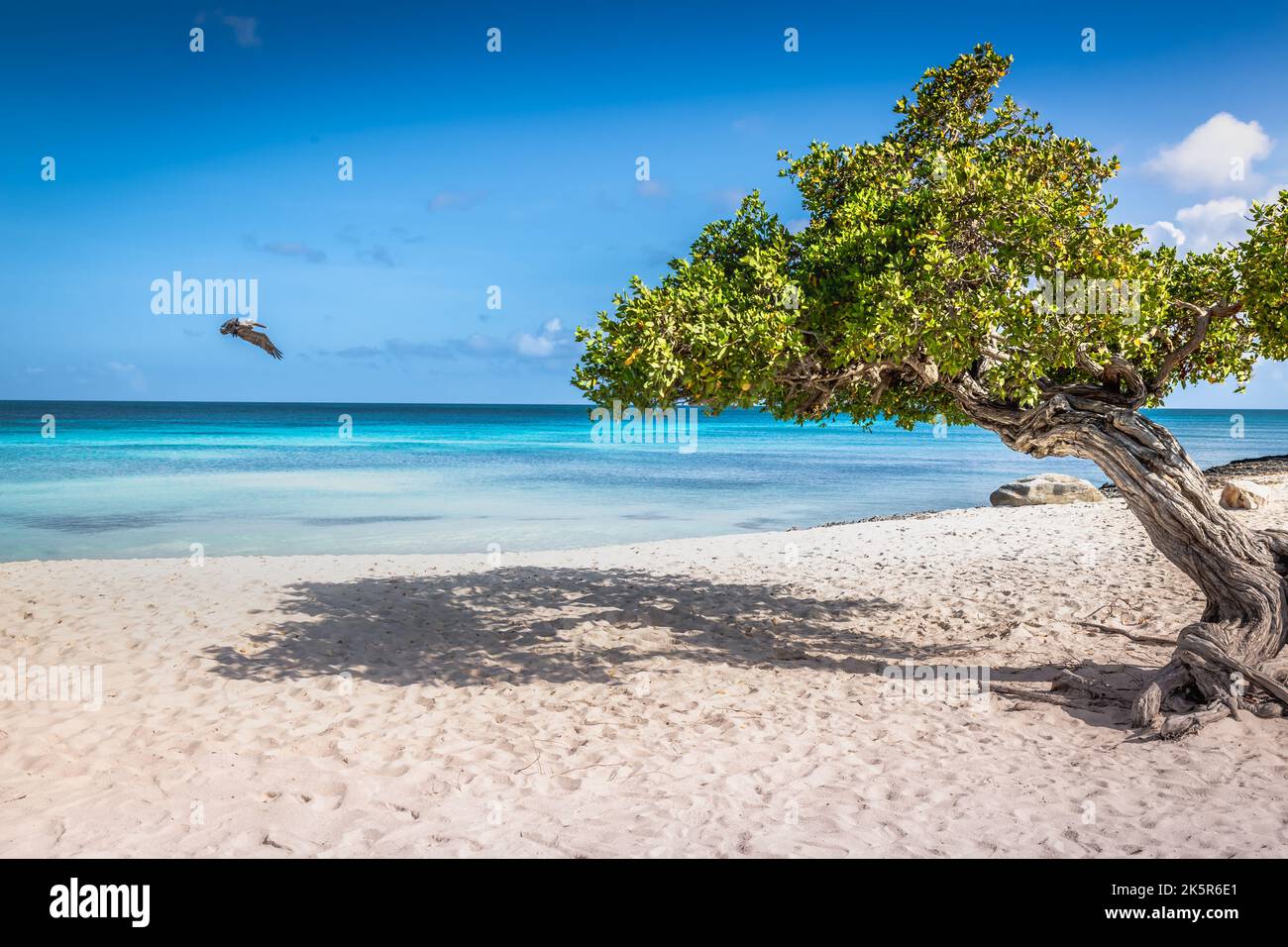 Aquila spiaggia con divi divi albero su Aruba isola, Antille olandesi Foto Stock