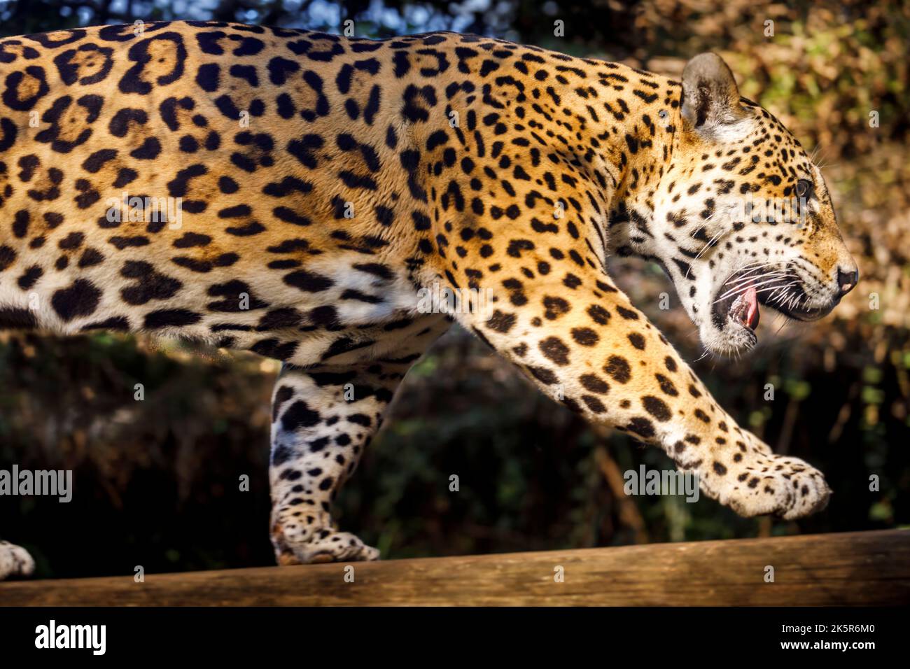 Jaguar Panthera onca felino maestoso, caccia a Pantanal, Brasile Foto Stock
