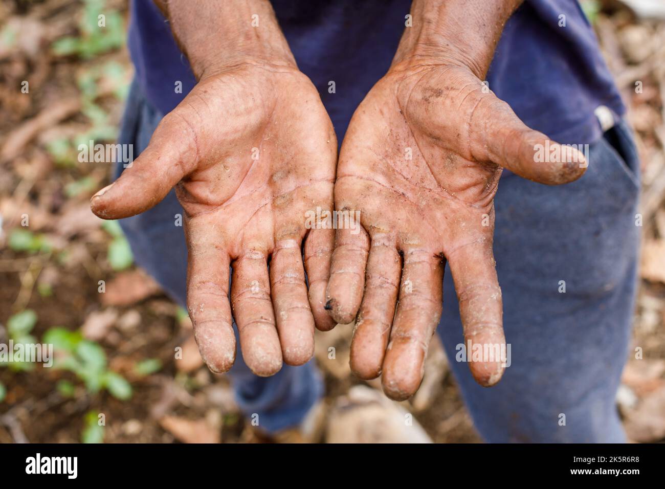 Le mani lavorate di un contadino. Le mani di un agricoltore anziano sfigurato dal duro lavoro fisico. Foto Stock