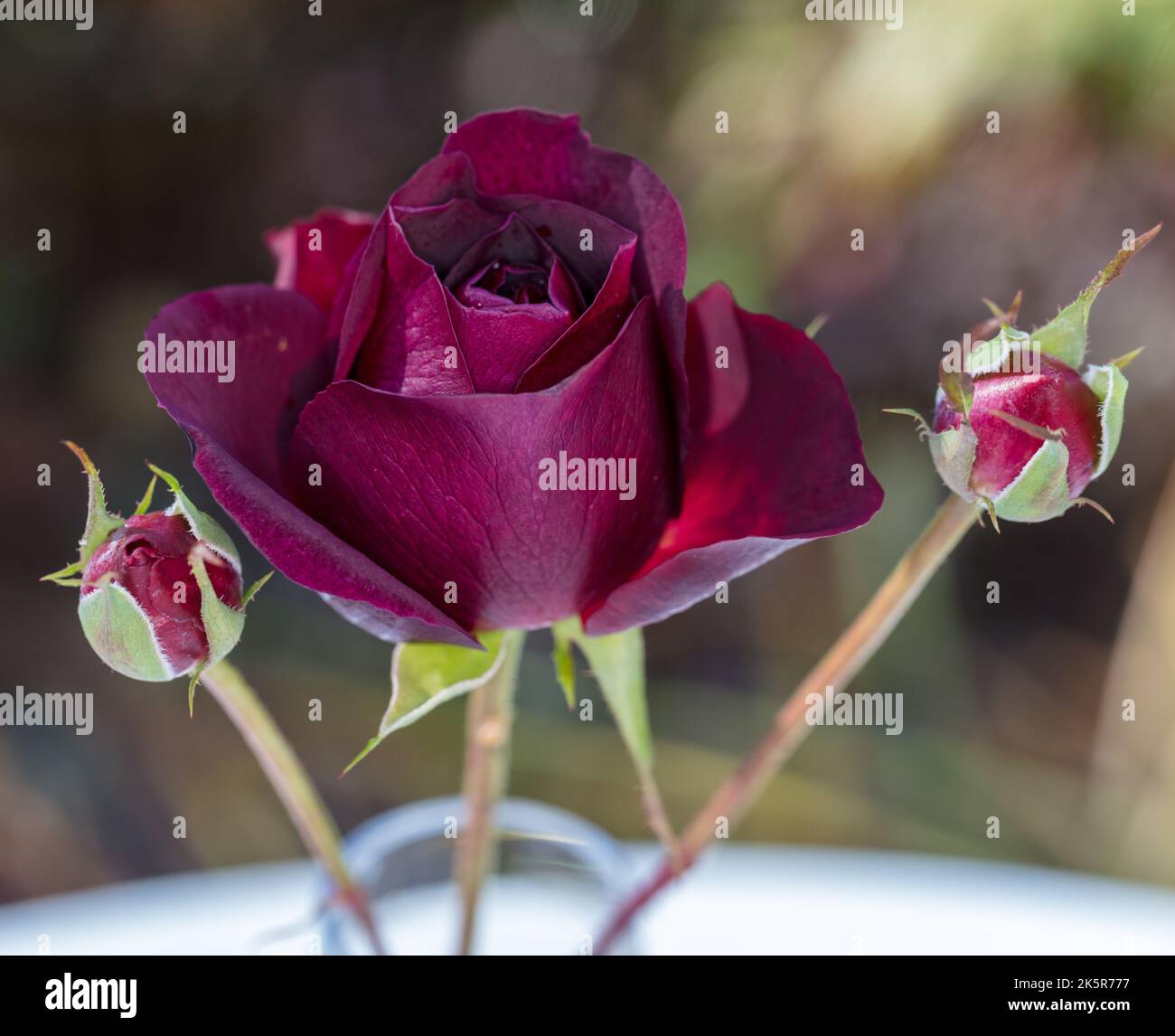 'Munstead Wood, Ausbernard' Italian Rose, Engelsk ros (Rosa) Foto Stock