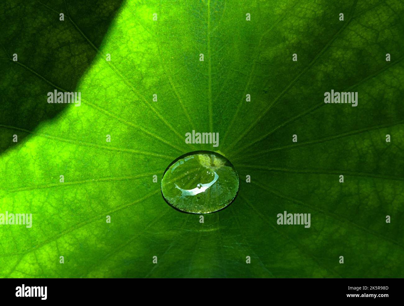 Gocce d'acqua sulla foglia di loto l'acqua quando cade può essere spruzzata sulla foglia di loto senza bagnarsi. Foto Stock