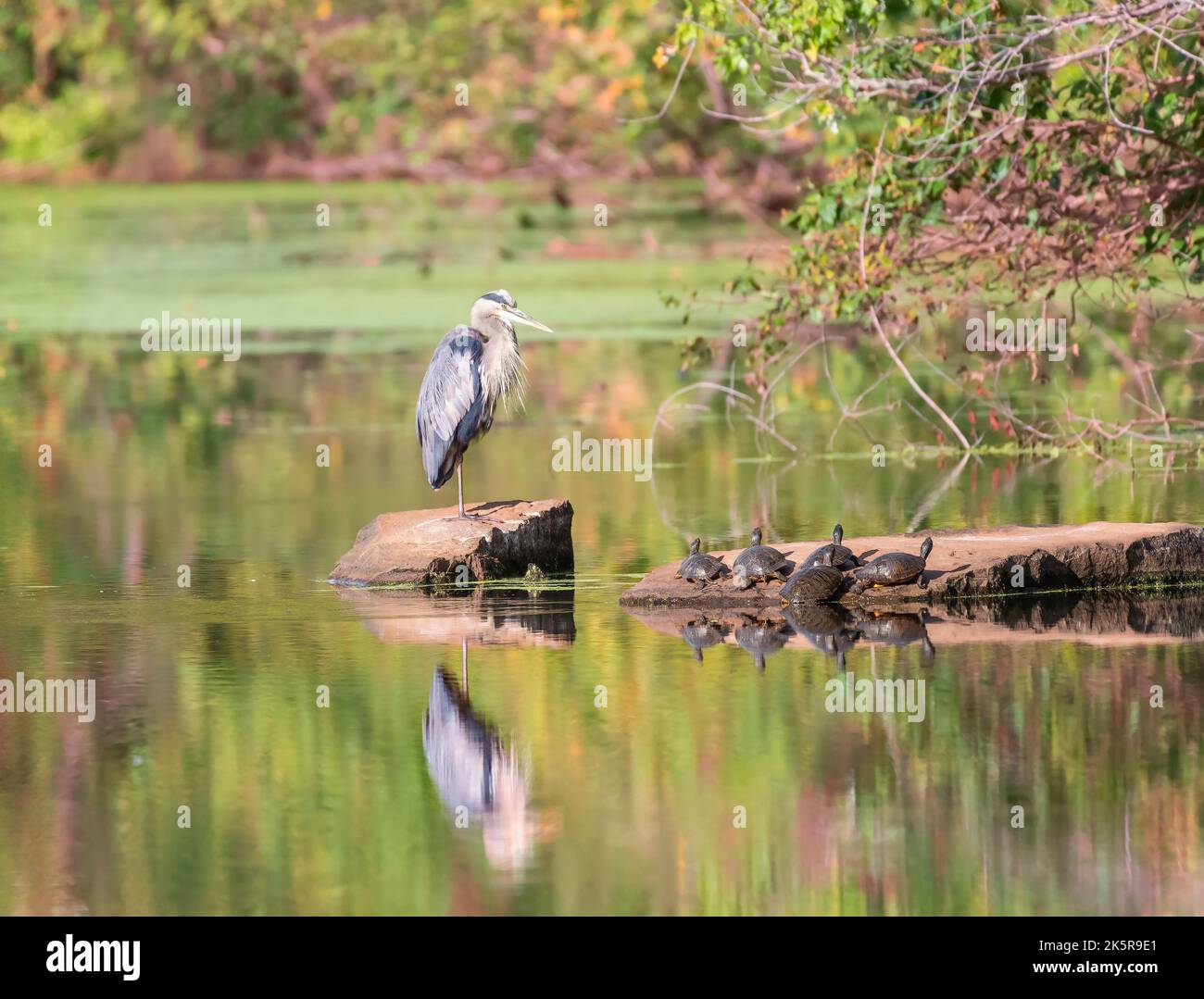 Great Blue Heron (Ardea herodias) e tartarughe a Chesapeake e Ohio Canal National Historical Park. Maryland. STATI UNITI Foto Stock