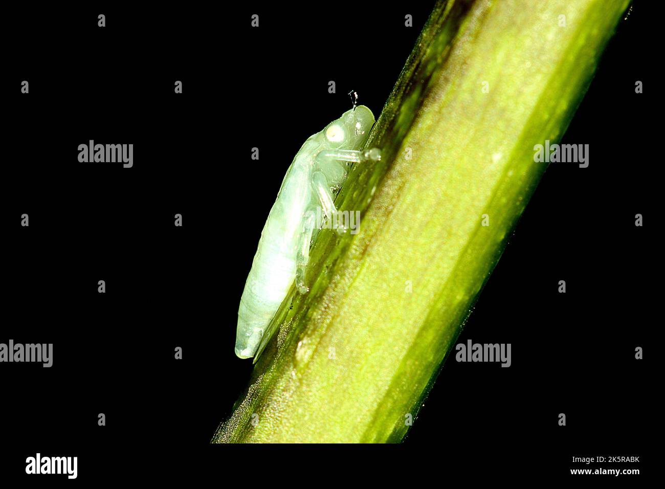 Spittlebug pascolo (Philaenus spumarius) Foto Stock