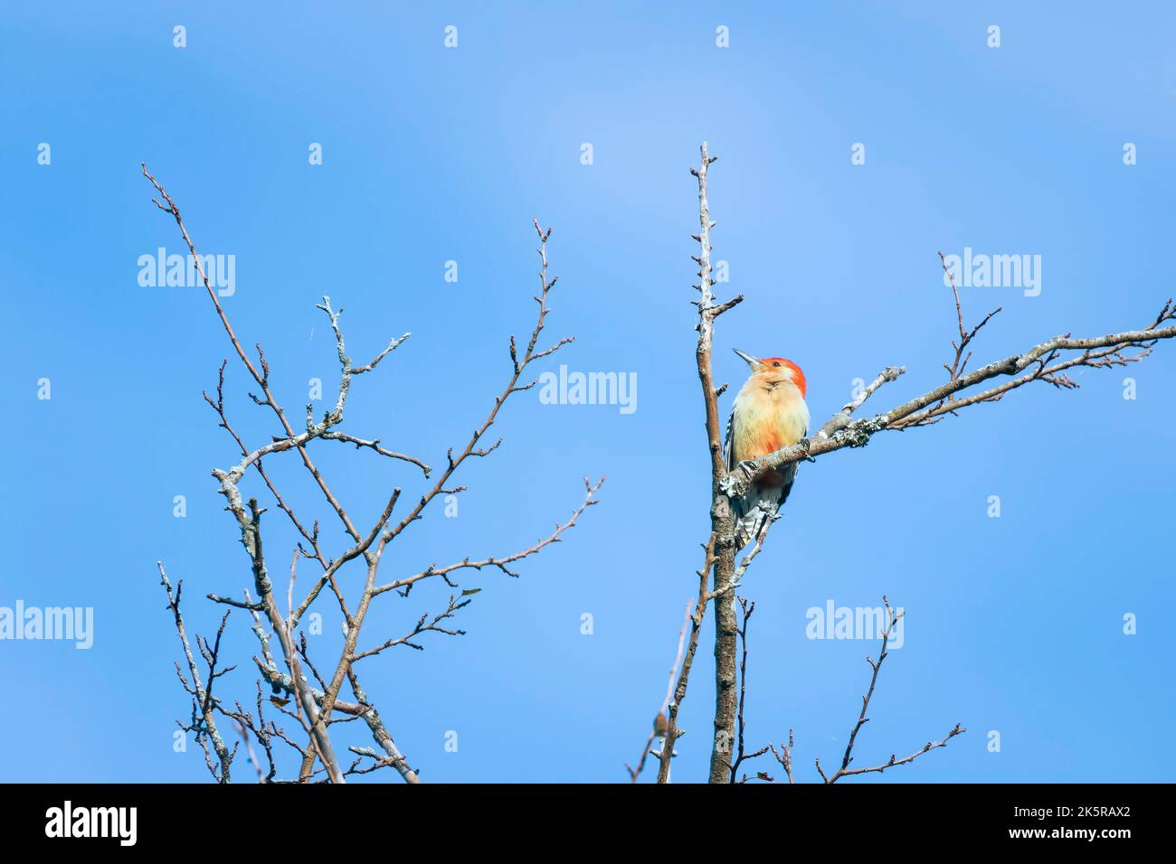 Maschio Picchio rosso (Melanerpes carolinus) che pirata in un ramo d'albero. Chesapeake e Ohio National Historical Park. Maryland. STATI UNITI Foto Stock