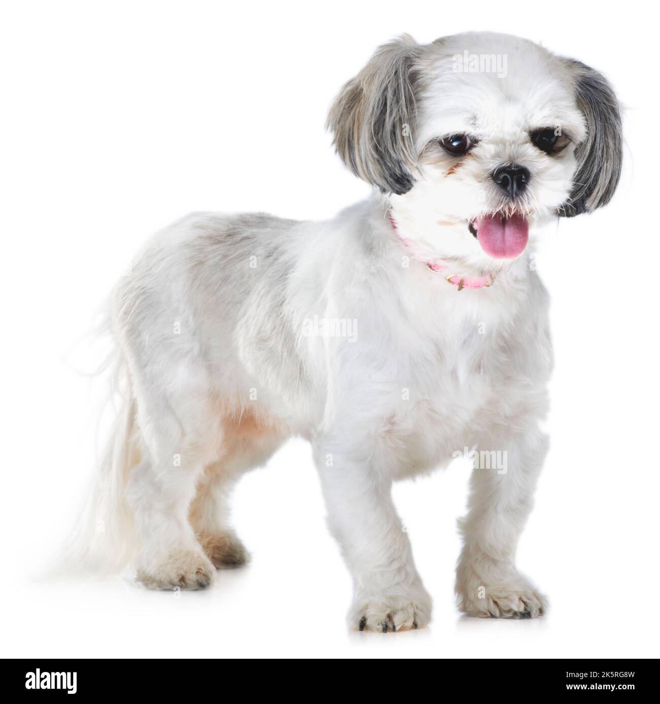 Una sana lingua rosa e un cappotto lucido l'immagine di canina h. Studio di un adorabile cucciolo lhasa apso isolato su bianco. Foto Stock