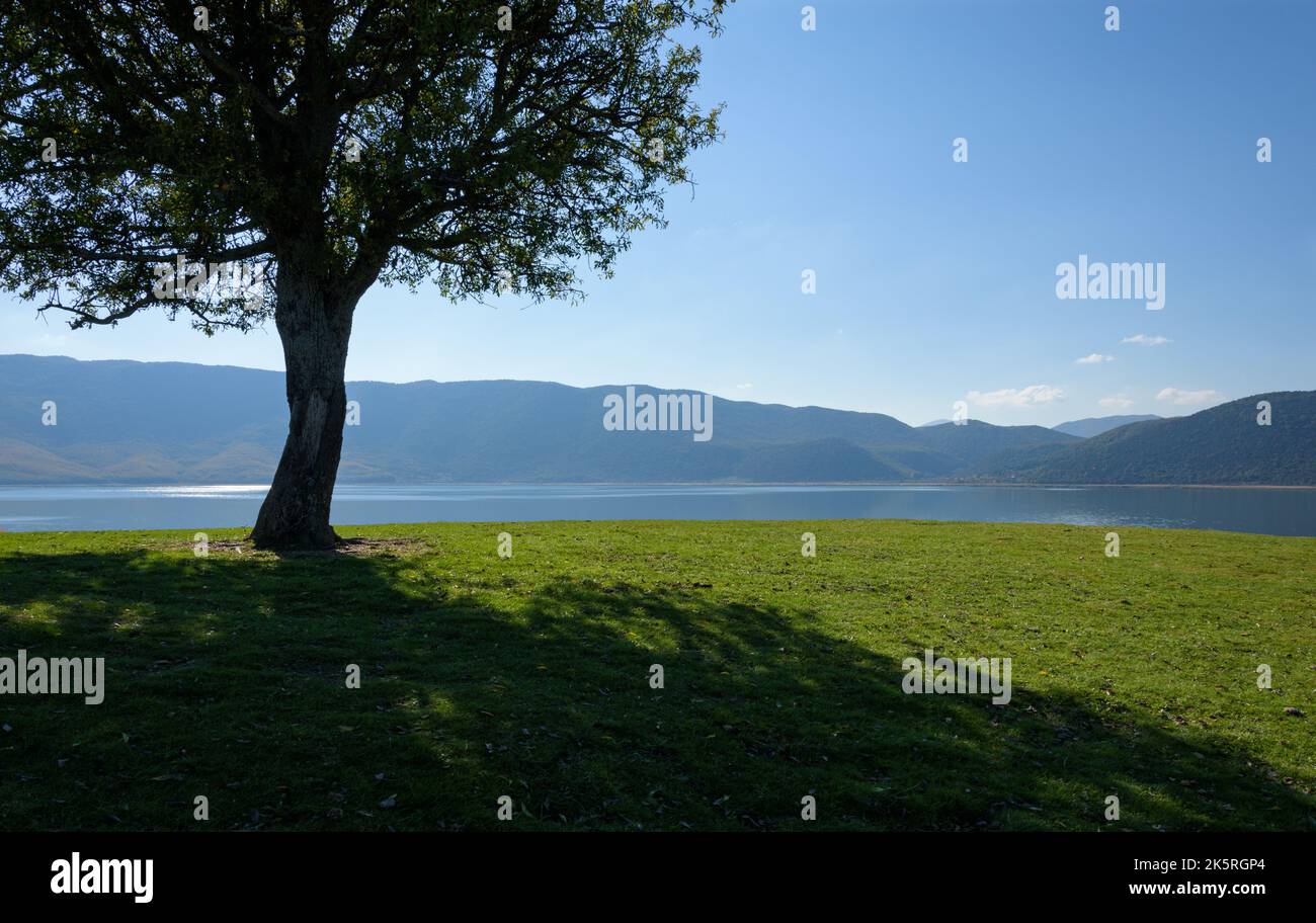 Bellissimo scenario con un albero che domina il lago di Prespa da una collina a Agios Achillios isola, Florina regione, Grecia Foto Stock