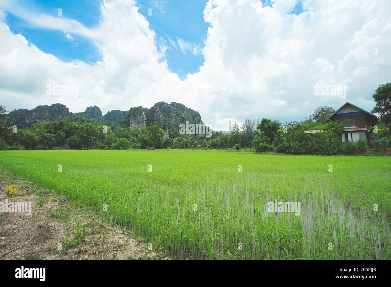Paesaggio piantagione di riso e montagna di pietra con cielo nuvoloso sfondo nella provincia di Phitsanulok, Thailandia. Foto Stock