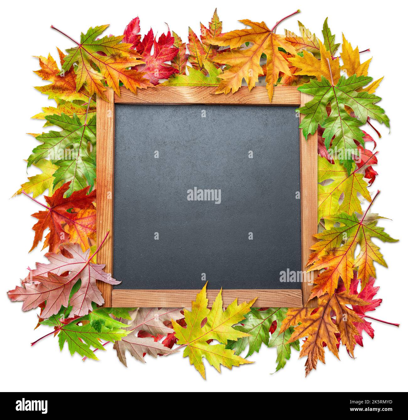 Quadrato vuota tavola scolastica tra colorate foglie di acero autunno isolato su sfondo bianco. Foto Stock