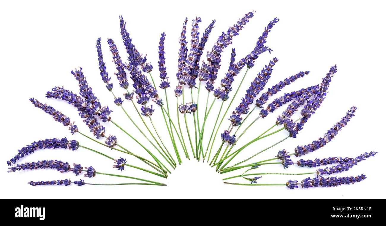 Fiori di lavanda disposti a ventaglio isolato su sfondo bianco. Foto Stock