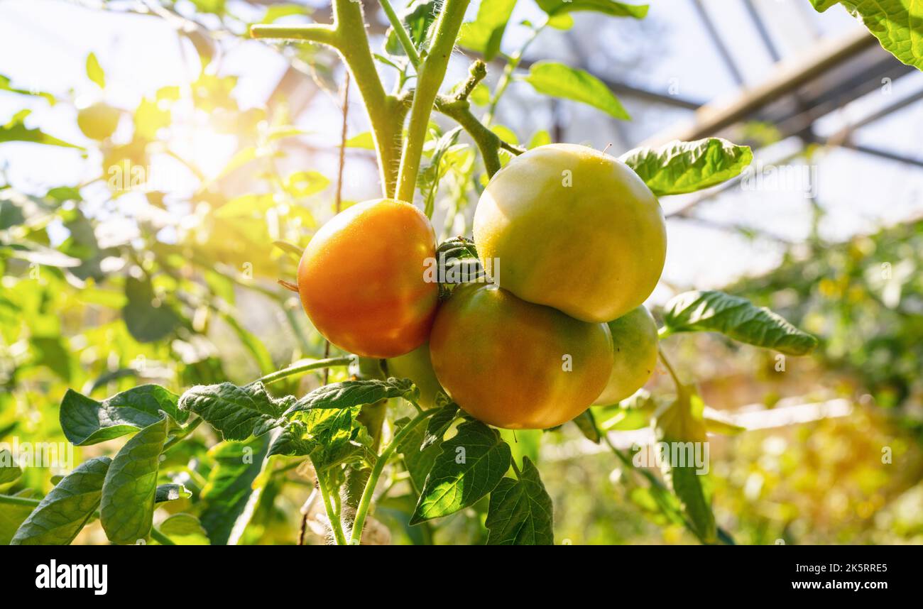 Bella pianta di pomodori sul ramo in casa verde in primo piano, poco profonda dept di campo, spazio copia, pomodori biologici Foto Stock