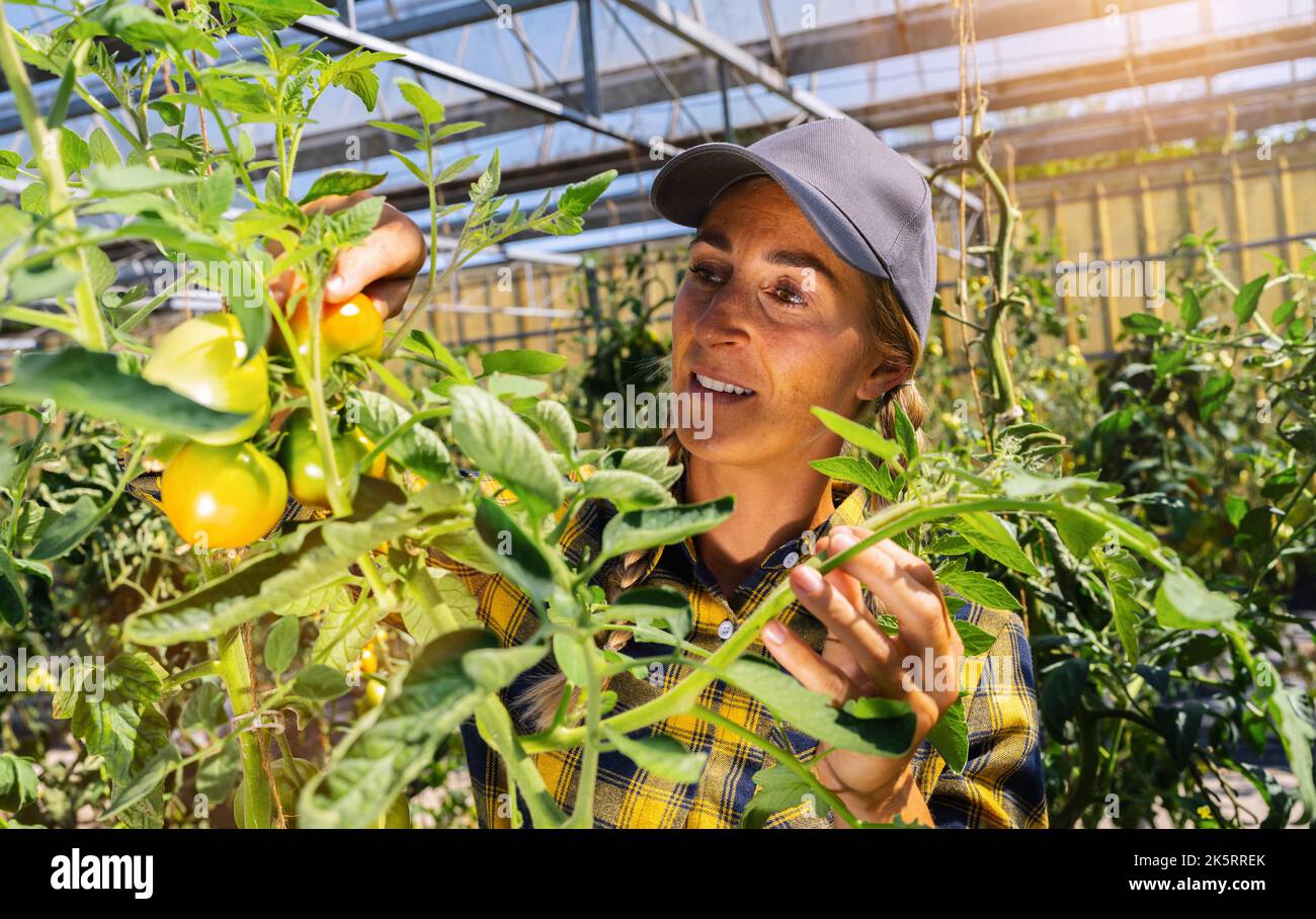 donna in una serra che raccoglie alcuni pomodori rossi. Delizioso tomatoe rosso appeso alla vite di una pianta di pomodoro Foto Stock