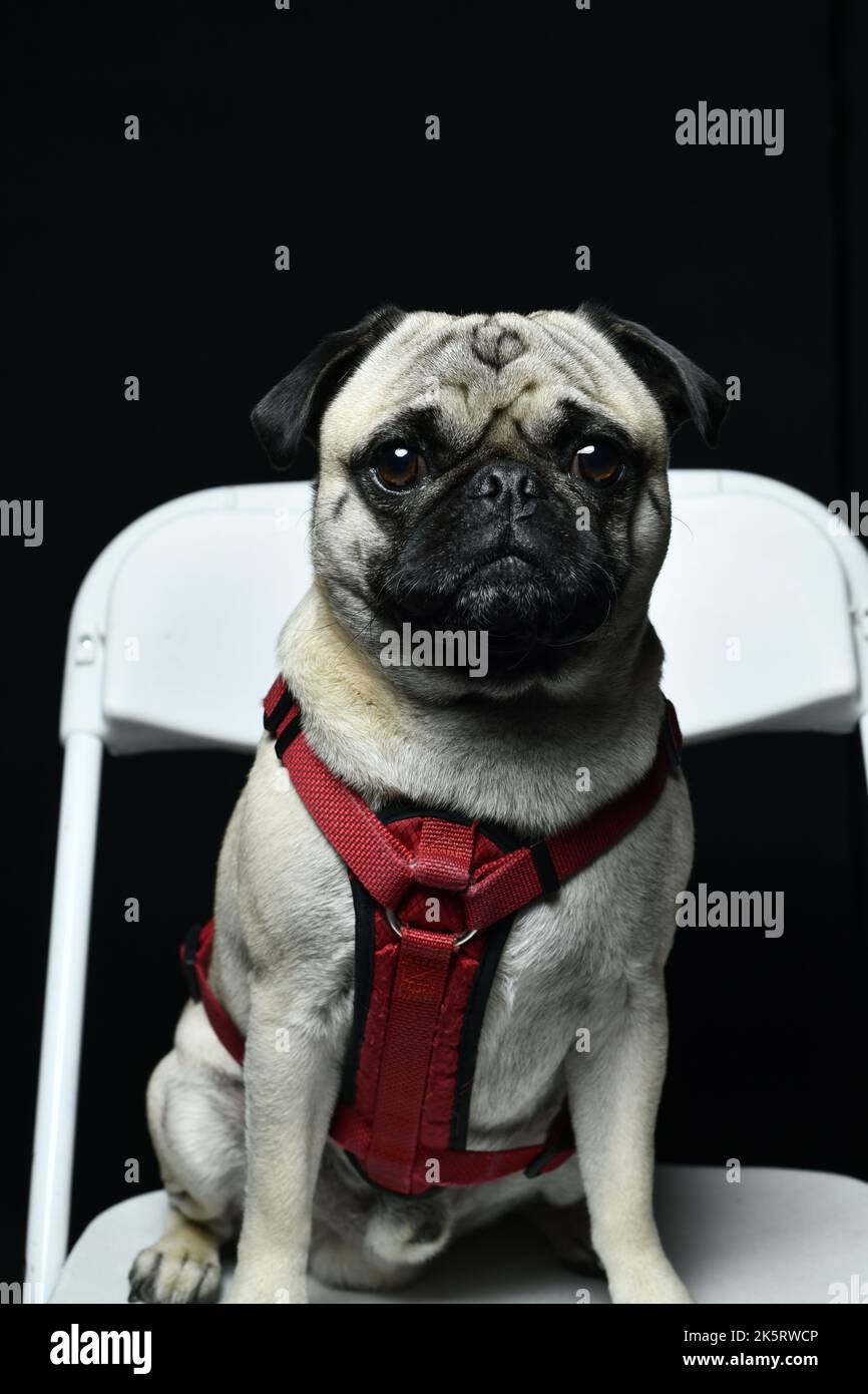 pug posa in estudui foto Foto Stock