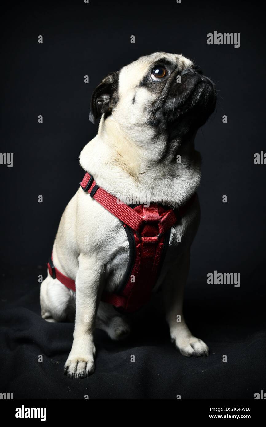 pug posa in estudui foto Foto Stock