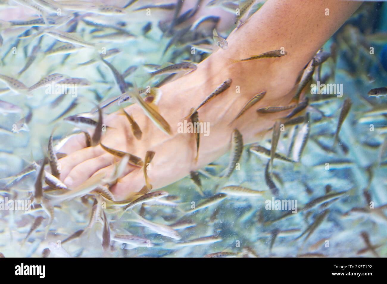 Trattamento di bellezza tailandese. Primo piano di centinaia di pesci Kangal che danno a qualcuno un trattamento esfoliante sa - Thailandia. Foto Stock