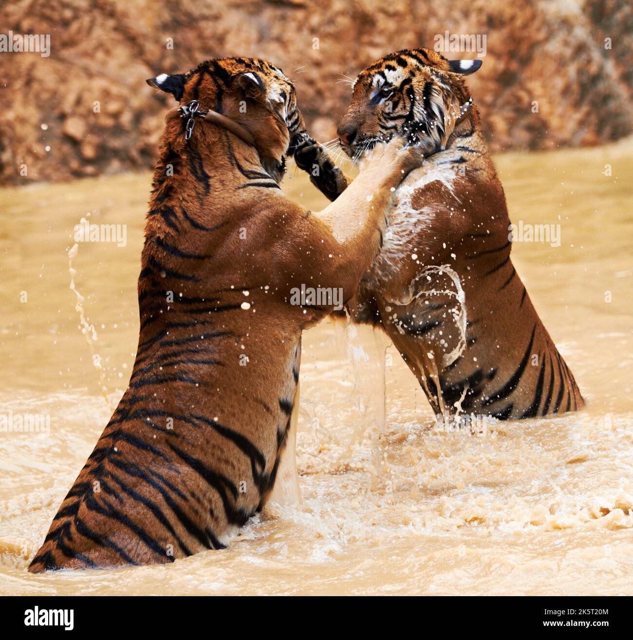 Tiger vs Tiger. Due tigri che combattono sulle loro zampe posteriori in una diga. Foto Stock