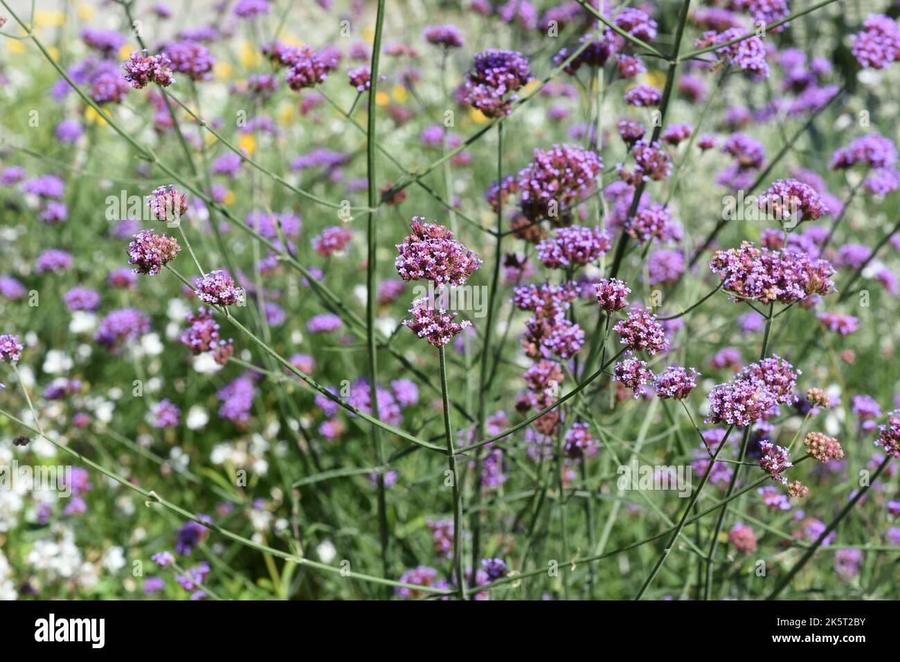 Patagonische Eisenkraut, Verbena bonariensis gehoert zur insgesamt ueber 250 Arten umfassenden Gattung Verbena und ist eine schoene Sommerblume. Patag Foto Stock