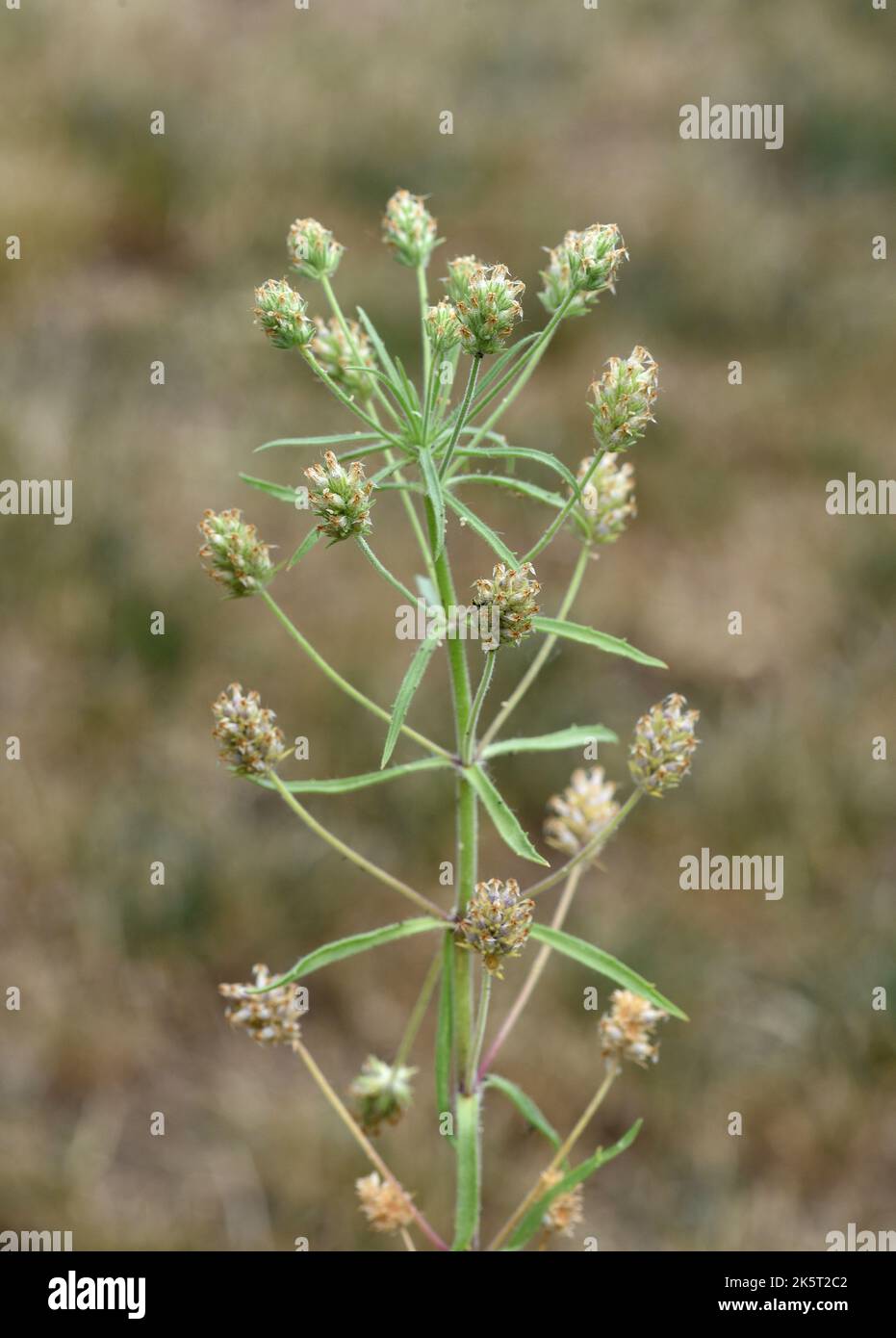 Fohsamen, afra plantago ist eine wichtige Heilpflanze und wird haeufig in der Medizin verwendet. Die Pfianze einjaehrig. Psillium nero, Afra pla Foto Stock