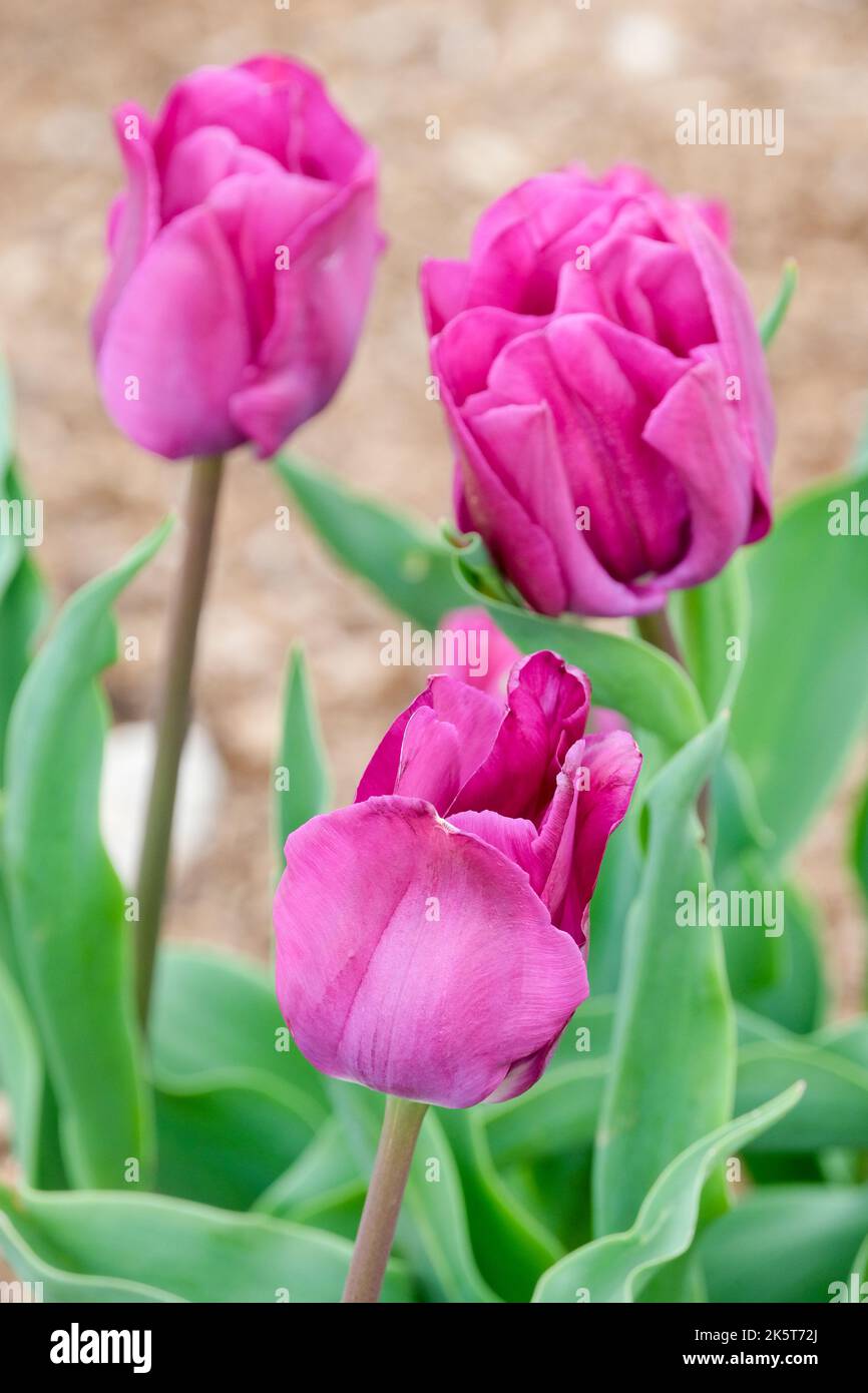 Tulipa 'Negrita', tulipano 'Negrita', fiori a forma di calice viola-magenta, tarda primavera Foto Stock