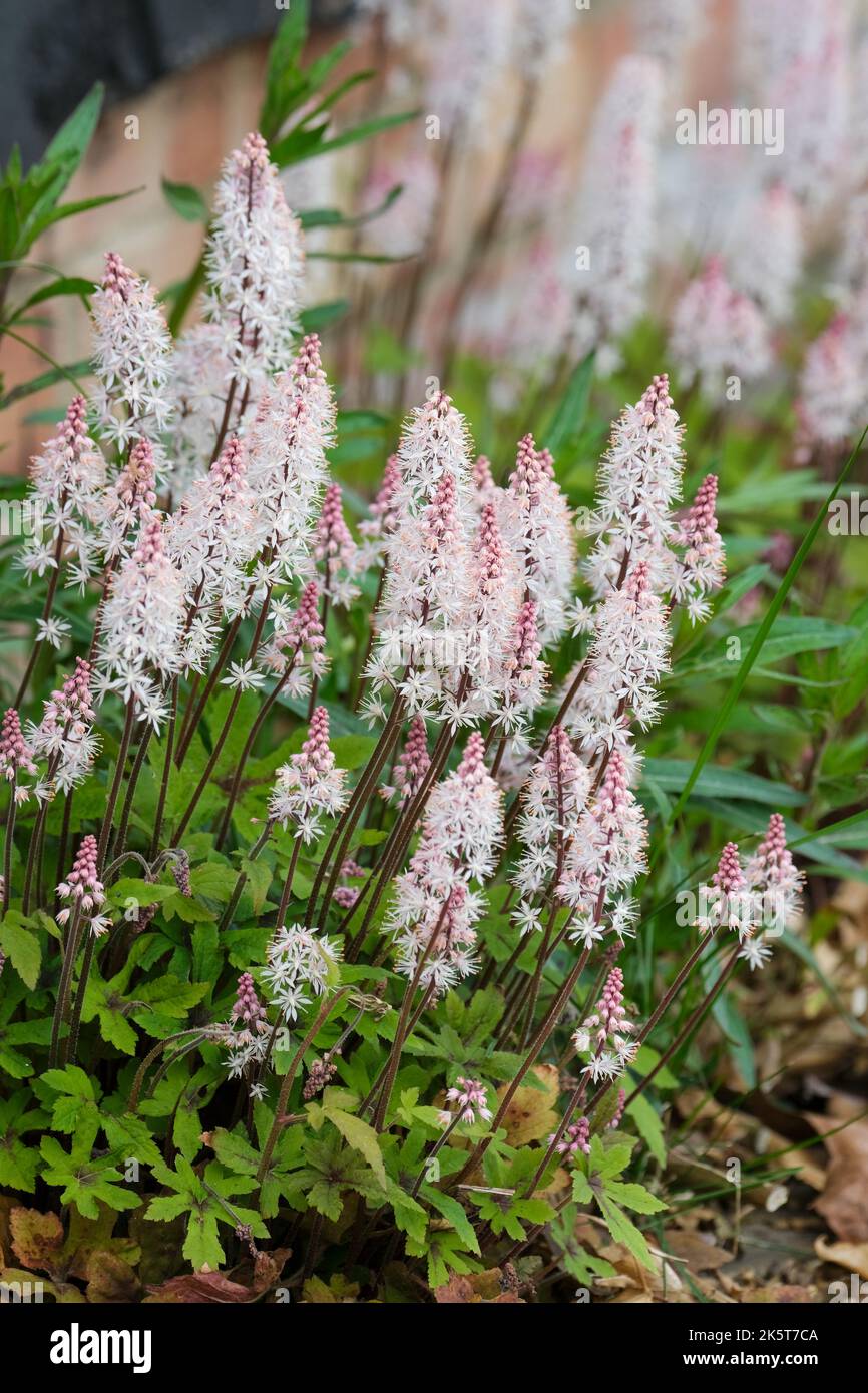 Tiarella 'Primavera Sinfonia', fiore di schiuma 'Primavera Sinfonia', erbaceo perenne, guglie di piccoli fiori bianchi cremosi Foto Stock