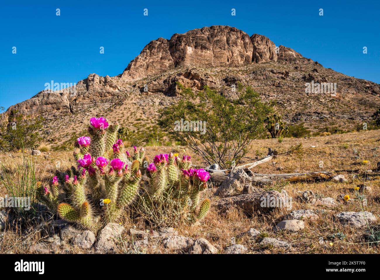 Strawberry Hedgehog Cactus, Bulldog Knolls, vicino alla Joshua Tree Natural Area, Beaver Dam Mountains, Mojave Desert, Utah, USA Foto Stock