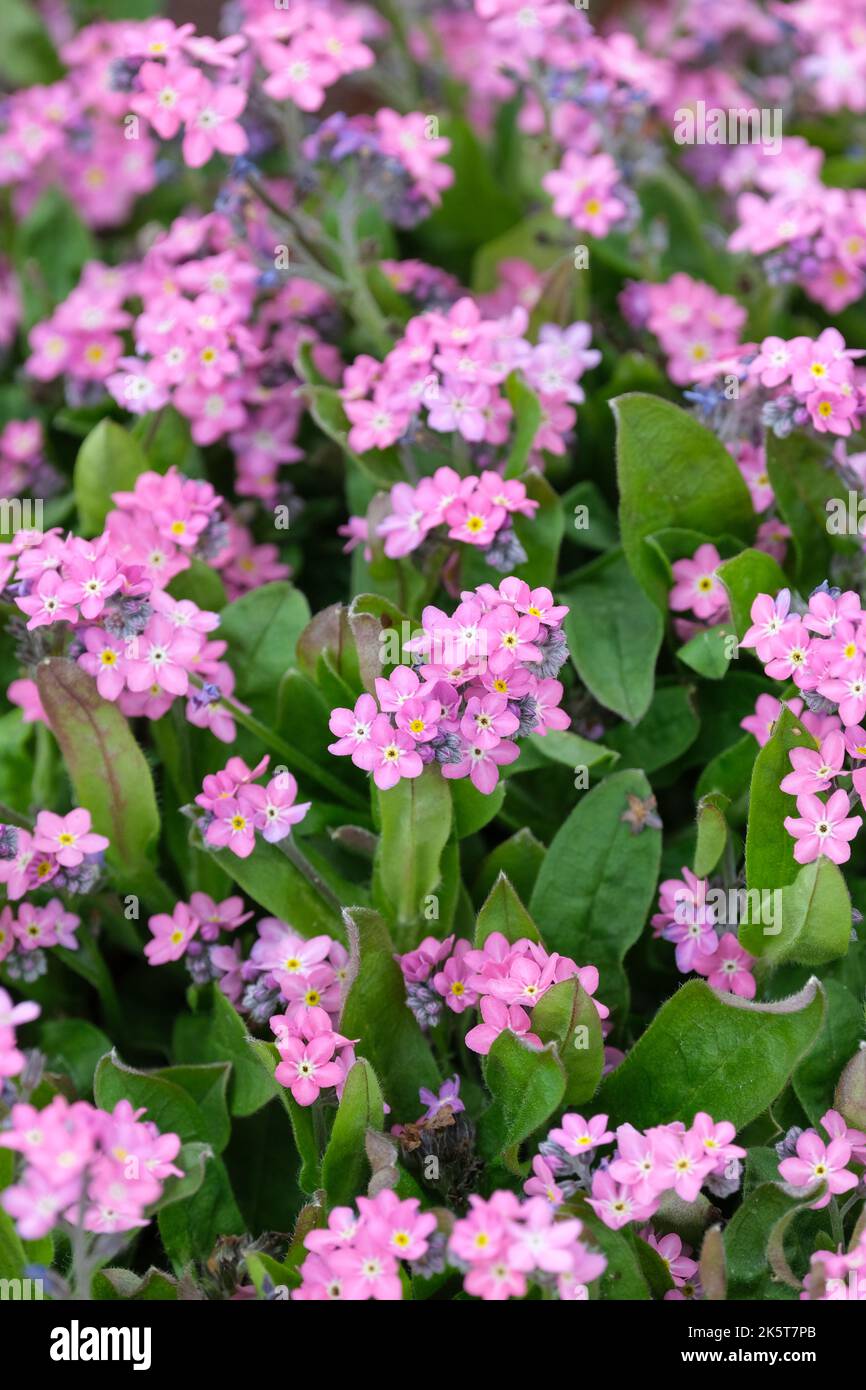 Myosotis sylvatica 'Rosilvaa' (Sylva Series), Forget-me-not 'Rosilva'. Perenne biennale o di breve durata, piccoli fiori rosa costole bianche al petalo Foto Stock
