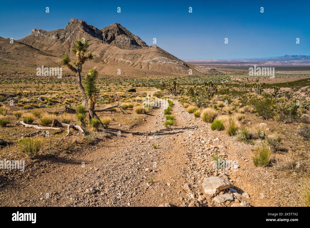 Joshua Trees, percorso sterrato vicino alla Joshua Tree Natural Area, Bulldog Knolls, Beaver Dam Mountains, Mojave Desert, Utah, STATI UNITI Foto Stock