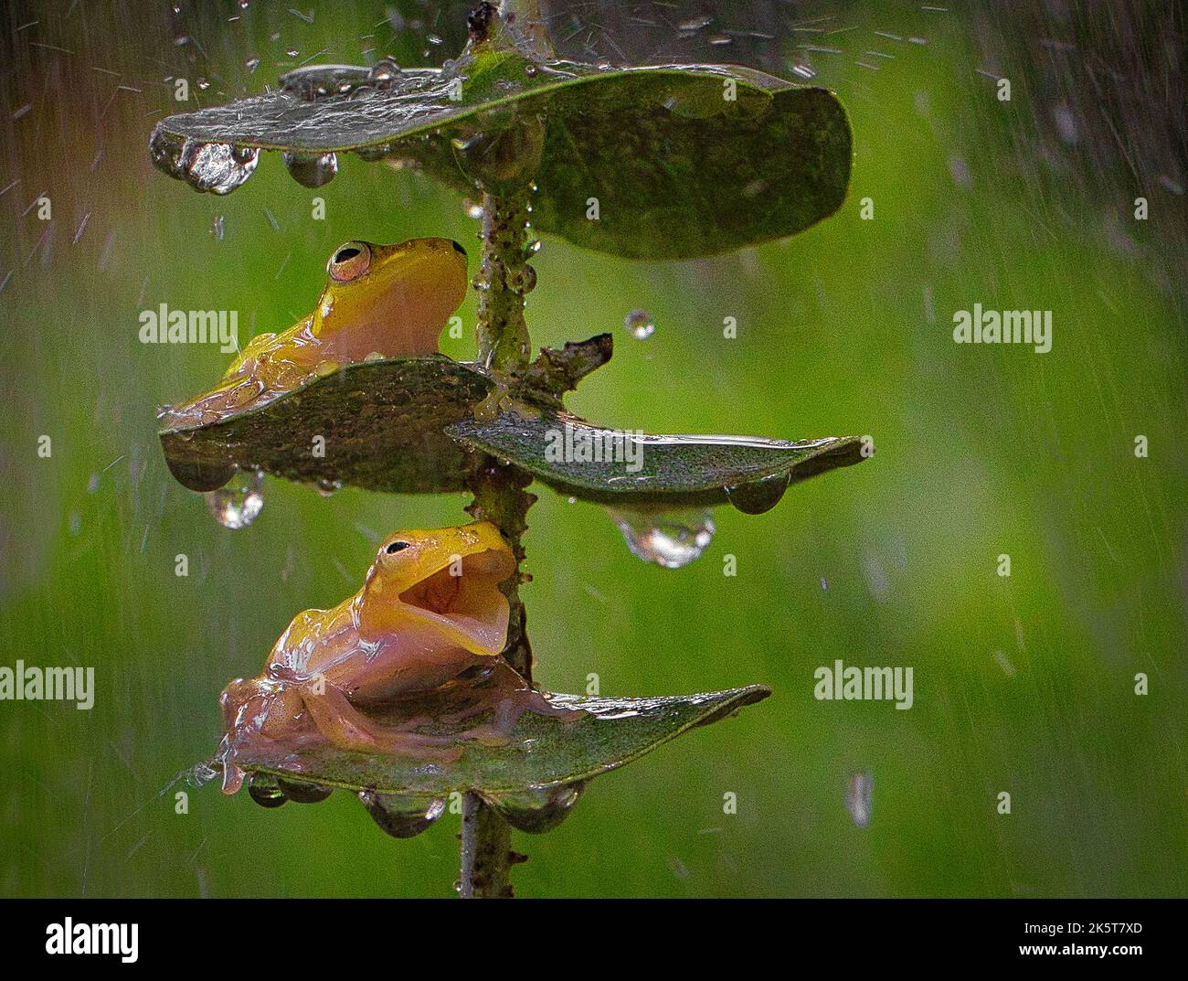 Queste adorabili rane cingono la loro felicità di pioggia nel canto e sorride. Indonesia: QUESTE FOTO CARINE mostrano quanto le rane possono essere felici quando un downpour Foto Stock